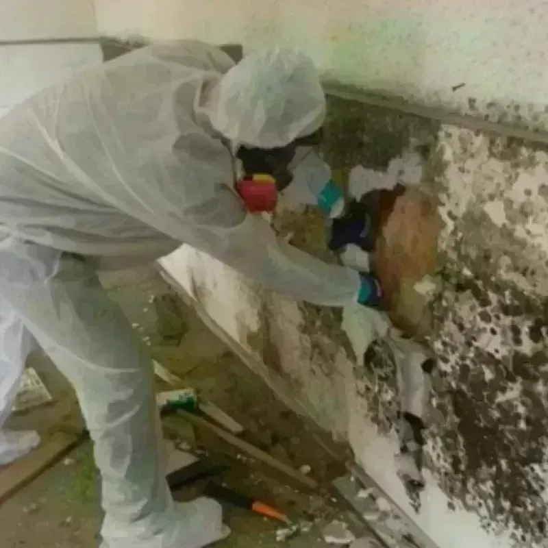 Mold Remediation and Removal in Kingsley, IA